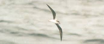 Image result for Pterodroma feae