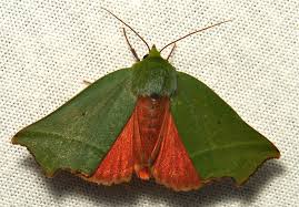 Attēlu rezultāti vaicājumam “Nolidae”