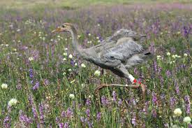Attēlu rezultāti vaicājumam “Grus grus eggs”