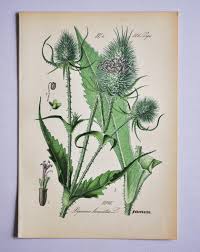 Image result for Dipsacus laciniatus