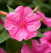 Image result for Mirabilis jalapa