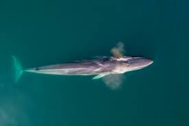 Image result for Balaenoptera physalus