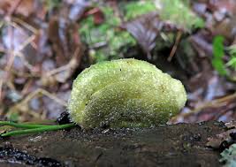 Attēlu rezultāti vaicājumam “Octospora splachnophila”