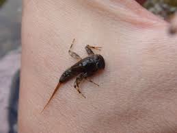 Attēlu rezultāti vaicājumam “Ephemeroptera larvae”