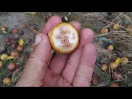 Attēlu rezultāti vaicājumam “Pyrus pyraster fruit”