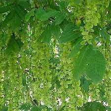 Attēlu rezultāti vaicājumam “Pterocarya fraxinifolia leaf”