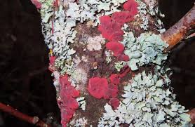 Attēlu rezultāti vaicājumam “Cytidia salicina”