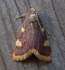 Attēlu rezultāti vaicājumam “Hypsopygia costalis”