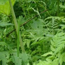 Attēlu rezultāti vaicājumam “Poa remota”