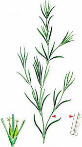 Attēlu rezultāti vaicājumam “Najas flexilis”