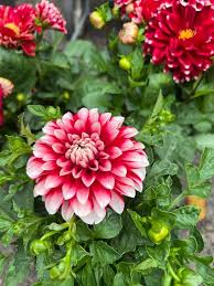 Image result for Dahlia x pinnata `Decorative Giants`