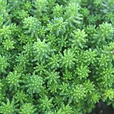 Image result for Sedum acre
