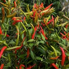 Afbeeldingsresultaat voor chile de arbol hot pepper