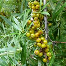 Attēlu rezultāti vaicājumam “Hippophae rhamnoides fruit”