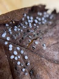 Attēlu rezultāti vaicājumam “Didymium verrucisporum”