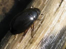 Attēlu rezultāti vaicājumam “Hydrochara caraboides”