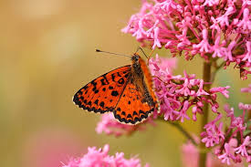 Attēlu rezultāti vaicājumam “Melitaea didyma male”