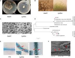 Attēlu rezultāti vaicājumam “Lachnum corticale”