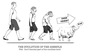 Image result for sheeple