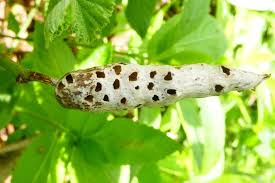 Attēlu rezultāti vaicājumam “Diastrophus rubi”