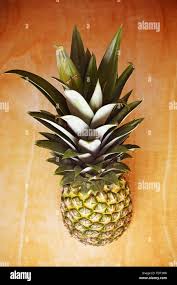 Attēlu rezultāti vaicājumam “Clavulinopsis cinerioides”