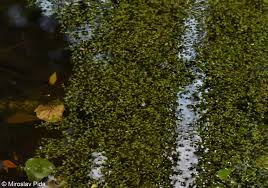 Attēlu rezultāti vaicājumam “Lemna trisulca”