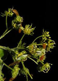Attēlu rezultāti vaicājumam “Acer campestre flower”