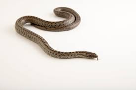 Attēlu rezultāti vaicājumam “Coronella austriaca”