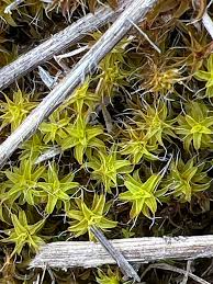 Attēlu rezultāti vaicājumam “Syntrichia”