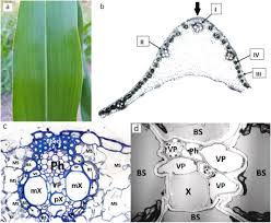 Attēlu rezultāti vaicājumam “Zea mays leaf”