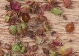 Attēlu rezultāti vaicājumam “Rumex acetosa fruit”