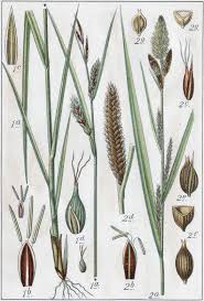 Attēlu rezultāti vaicājumam “Carex vesicaria”