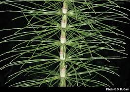 Attēlu rezultāti vaicājumam “Equisetum telmateia”