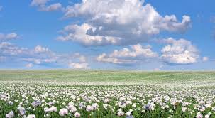 Image result for Papaver somniferum White Cloud