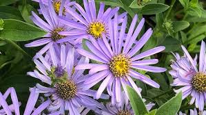 Image result for Aster amellus