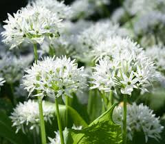 Image result for Allium ursinum