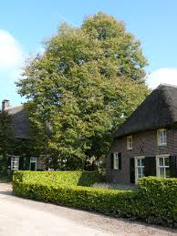 Attēlu rezultāti vaicājumam “Tilia x vulgaris”