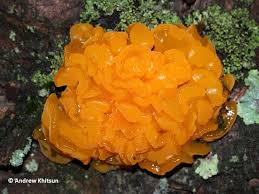 Attēlu rezultāti vaicājumam “Dacrymyces chrysospermus spores”