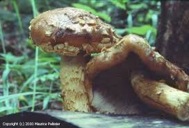 Attēlu rezultāti vaicājumam “Stropharia albocrenulata”