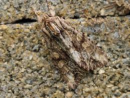 Attēlu rezultāti vaicājumam “Apamea monoglypha”