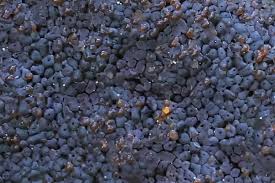 Attēlu rezultāti vaicājumam “Tubifera montana spores”