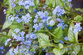 Attēlu rezultāti vaicājumam “Brunnera macrophylla”