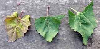 Image result for Atriplex hortensis