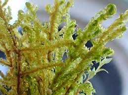 Attēlu rezultāti vaicājumam “Hamatocaulis vernicosus”