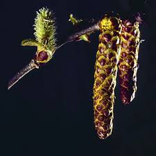 Attēlu rezultāti vaicājumam “Betula alleghaniensis fruit”