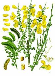 Attēlu rezultāti vaicājumam “Cytisus scoparius fruit”