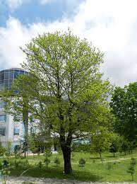 Attēlu rezultāti vaicājumam “Quercus”