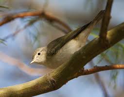 Image result for Phylloscopus orientalis