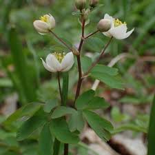 Attēlu rezultāti vaicājumam “Isopyrum thalictroides”