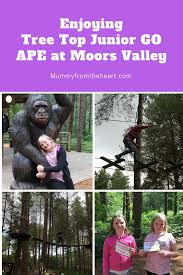 Image result for Go Ape! Moors Valley